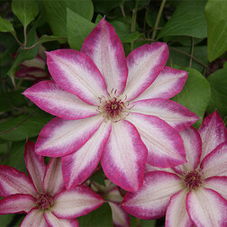 ������ ������ �������� ��������������� ������   ����