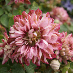 ������ ������ �������� ��������������� ���� ����   ����