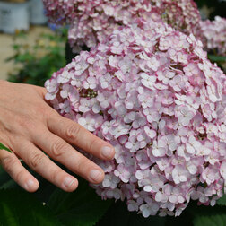 ������ ������ ��������� ����������� �������� ����������   ����