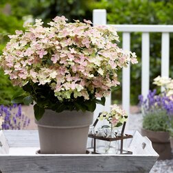 ������ ������ ��������� ����������� ������� (����� �����)   ����