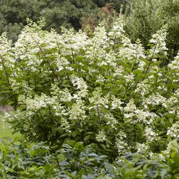 ������ ������ ��������� ����������� (��� ���)   ����