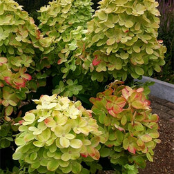 ������ ������ ��������� ����������� ��������   ����