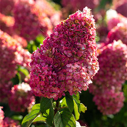 ������ ������ ��������� ����������� ��������� �������   ����