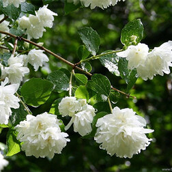 ������ ������ ������ ������� (��������) �����   ����