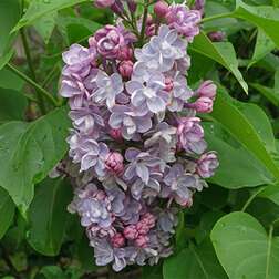 ������ ������ ������ ������������ ���   ����