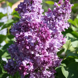 ������ ������ ������ ������������ ��������   ����