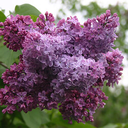 ������ ������ ������ ������������ ������   ����