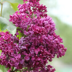 ������ ������ ������ ������������ ���������   ����