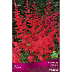 ������ ������ �������� ������� (������)   ����