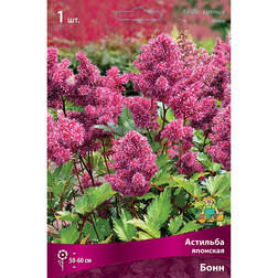 ������ ������ �������� �������� ����   ����