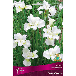 ������ ������ ���� ��������� ����� ����   ����