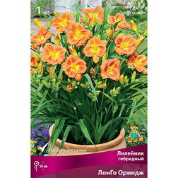 ������ ������ �������� ��������� ����� ������ (����� �����)   ����