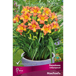 ������ ������ �������� ��������� �������� (����� �����)   ����