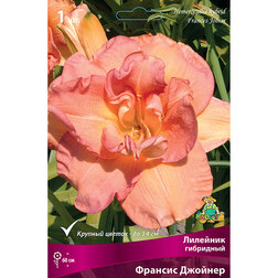 ������ ������ �������� ��������� ������� �������   ����