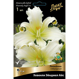 ������ ������ �������� ��������� ������� ������� ��� *   ����