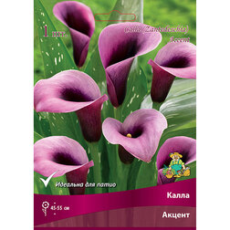 ������ ������ ����� ������   ����