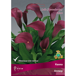 ������ ������ ����� �����   ����