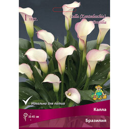 ������ ������ ����� ��������   ����