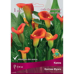 ������ ������ ����� ������ �����   ����