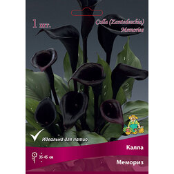 ������ ������ ����� �������   ����