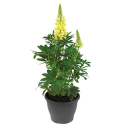 ������ ������ ����� ������ ����� ����� (1��-100��) ���������������� ������   ����