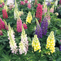 ������ ������ ����� ������ ���� (1��-100��) ���������������� ������   ����