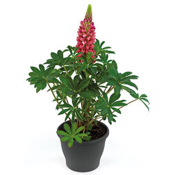 ������ ������ ����� ������ ��� �����(1��-100��) ���������������� ������   ����