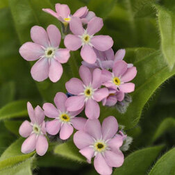 ������ ������ ��������� ��� ��� ���� (1��-100��) ���������������� ������   ����