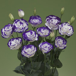 ������ ������ ������� ��������������� ����� II ����� ������ (1��-100�����) ���������������� ������   ����