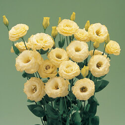 ������ ������ ������� ��������������� ����� III ���� (1��-100�����) ���������������� ������   ����