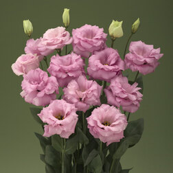 ������ ������ ������� ��������������� ����� III ��� ���� (1��-100�����) ���������������� ������   ����