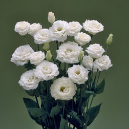 ������ ������ ������� ��������������� ������� II ���� (1��-100�����) ���������������� ������   ����