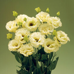 ������ ������ ������� ��������������� ������� III ����� (1��-100�����) ���������������� ������   ����