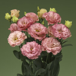 ������ ������ ������� ��������������� ������� III ������� (1��-100�����) ���������������� ������   ����