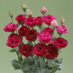 ������ ������ ������� ��������������� ����� III ��� (1��-100�����) ���������������� ������   ����