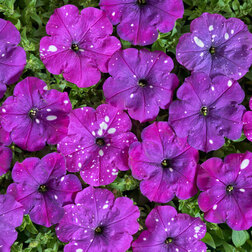 ������ ������ ������� ����������� ��� ���� ���� ������ (1��-100�����) ���������������� ������   ����