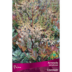 ������ ������ �������� ��������� ��������   ����