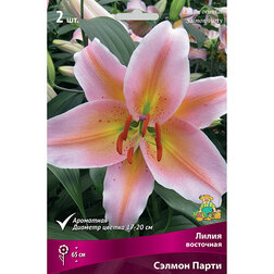 ������ ������ ����� ��������� ������ �����   ����