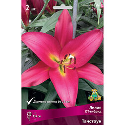 ������ ������ ����� ��-������ ��������   ����