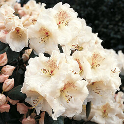 ������ ������ ����������� ��������� �������������� �����   ����