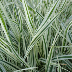 ������ ������ ������� �������� ������ (������������)   ����