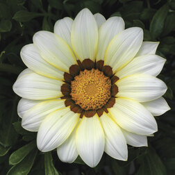 ������ ������ ������� ��� ���� ���� (1��-100��) ���������������� ������   ����