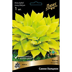 ������ ������ ����� ������� ����� �������   ����