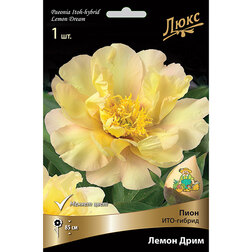 ������ ������ ����� ���-������� ����� ����   ����