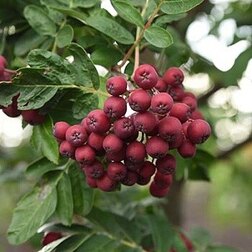 ������ ������ ������ ���������   ����