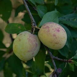 ������ ������ ����� ���������   ����