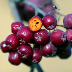 ������ ������ ������ ��������� (������ ������ ������������) (� �����)   ����