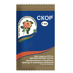 ������ ������ ���� (1��.) (�� ��������� ��������)   ����