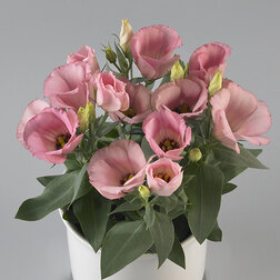 ������ ������ ������� ������ ���� (1��-100�����) ���������������� ������   ����