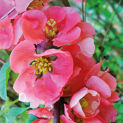 ������ ������ ���� ������������ ���� ����   ����